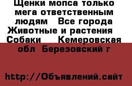 Щенки мопса только мега-ответственным людям - Все города Животные и растения » Собаки   . Кемеровская обл.,Березовский г.